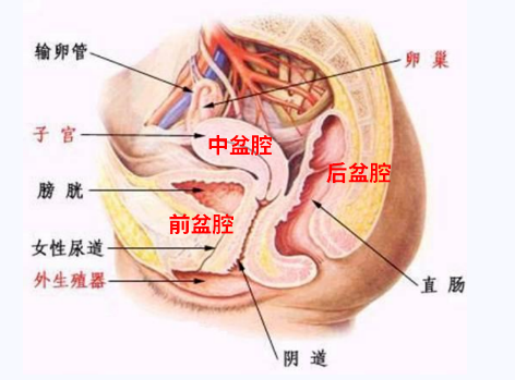 產(chǎn)后盆底康復(fù)，要不要做？