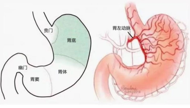不開刀不吃藥不餓肚子，微創(chuàng)介入減肥靠譜嗎？